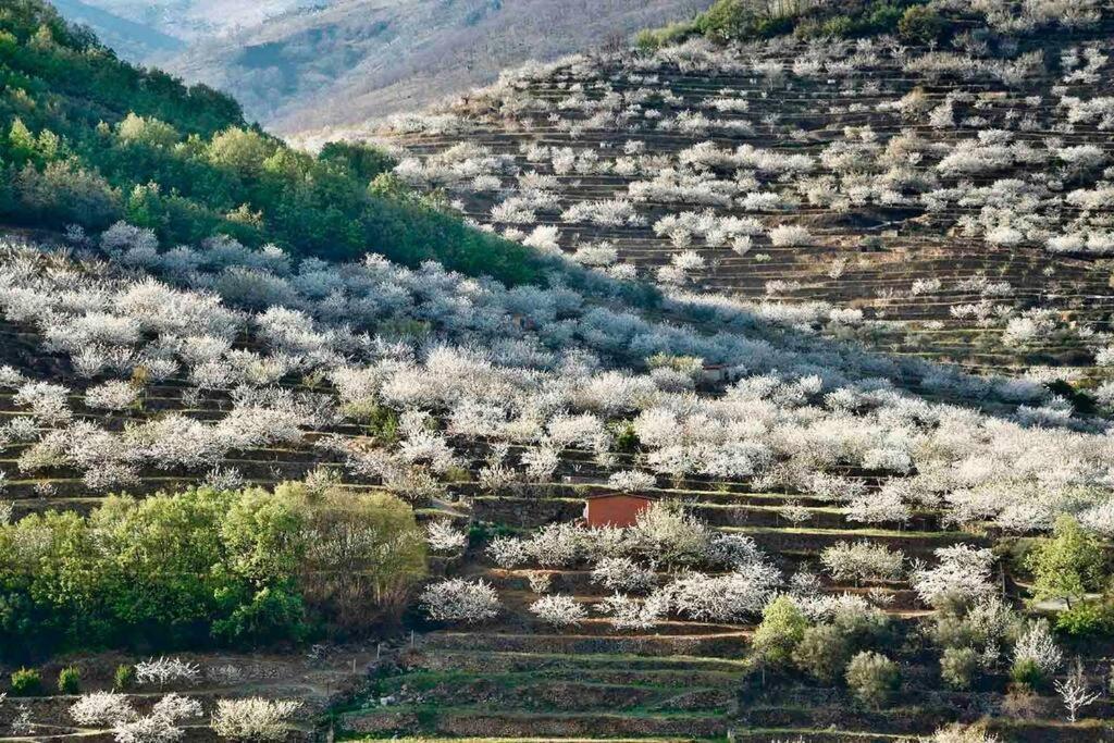 Apartamento Rural Se De Un Lugar El Torno  Exteriör bild